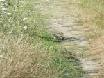 Popândău - fotografie făcută în apropiere de Murighiol